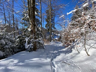 Fototapeta premium Alpine forest trails in a typical winter environment and under deep fresh snow cover on the Alpstein mountain massif and in the Swiss Alps - Alt St. Johann, Switzerland (Schweiz)