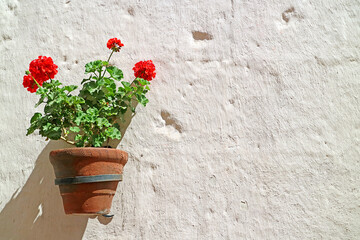 Potted Red Red Geranium Blooming on White Rough Stone Wall Inside Santa Catalina Monastery, Arequipa, Peru, South America - obrazy, fototapety, plakaty