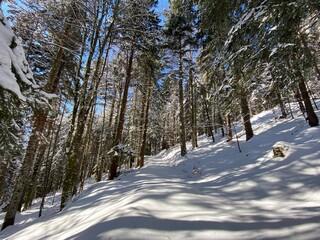 Alpine forest trails in a typical winter environment and under deep fresh snow cover on the Alpstein mountain massif and in the Swiss Alps - Alt St. Johann, Switzerland (Schweiz)