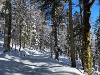Alpine forest trails in a typical winter environment and under deep fresh snow cover on the Alpstein mountain massif and in the Swiss Alps - Alt St. Johann, Switzerland (Schweiz)