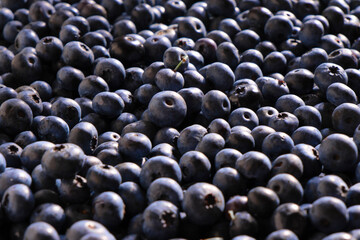 Obst Blaubeeren 01