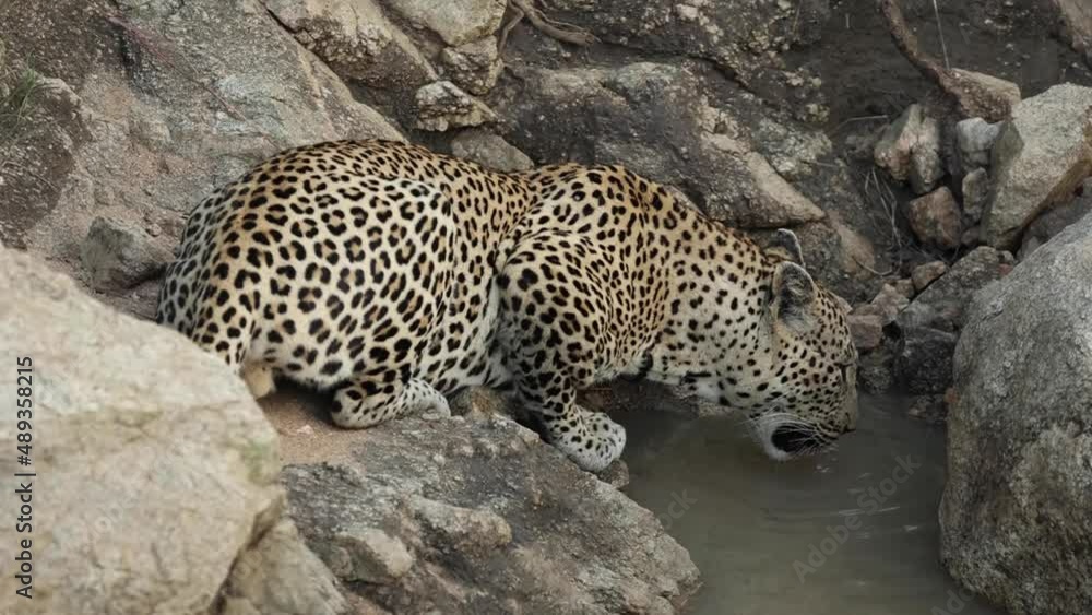 Poster wide shot of a leopard drinking from a puddle between the rocks, greater kruger.