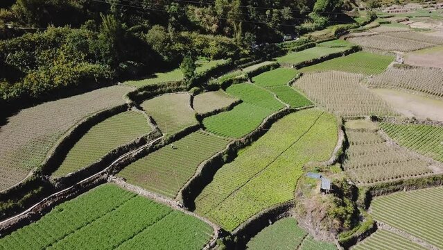 Descending wide over farmer tilling the soil in a green vegetable garden paddy wearing straw hat holding rake spade in mountainous valley in Kabayan Benguet Philippines
