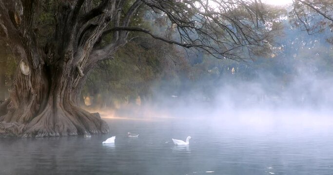 A peaceful scene of Lake Cam&eacute;cuaro and its huge trees where ducks swim during the early morning in the mist.
El lago de Cam&eacute;cuaro y sus enormes &aacute;rboles y patos nadando en la ma&ntilde;ana entre la neblina.