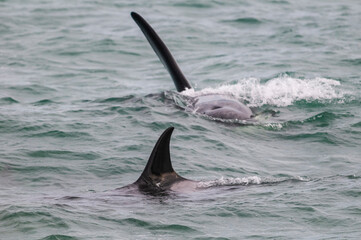 Killer whale hunting sea lions,Peninsula Valdes, Patagonia Argentina