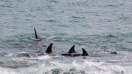 Obraz premium Killer whale hunting sea lions,Peninsula Valdes, Patagonia Argentina