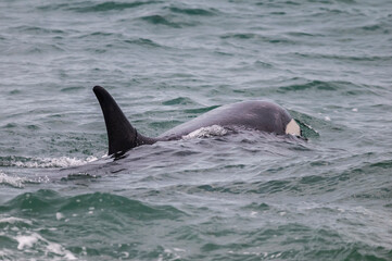 Killer whale hunting sea lions,Peninsula Valdes, Patagonia Argentina