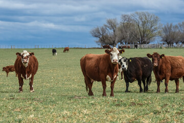 Cattle in pampas countryside, La Pampa, Argentina.