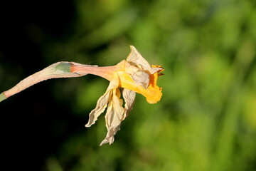 Dry shriveled Narcissus or Daffodil or Daffadowndilly or Jonquil perennial herbaceous bulbiferous geophytes plant with partially dried yellow flower petals planted in local garden on warm sunny spring