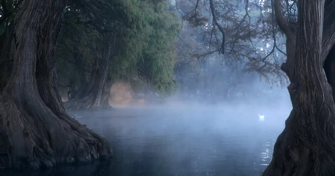 Several trees emerge from a beautiful lake very early when the water evaporates and ducks swim in it.
&Aacute;rboles emergen de un hermoso lago muy temprano cuando el agua se evapora y patos nadan en ella.