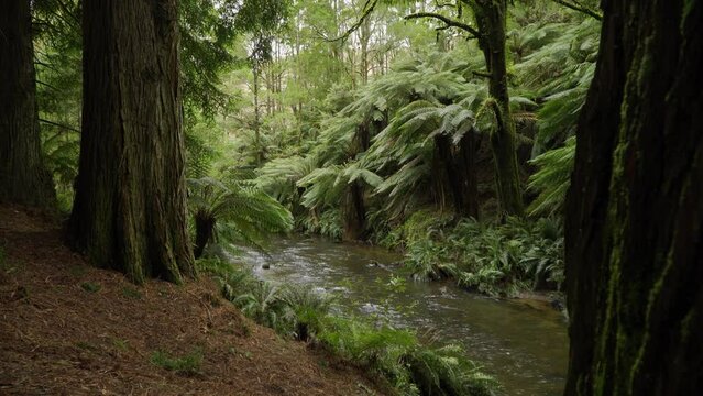 Creek in rainforest surrounded by fern trees and Californian red wood trees, panning