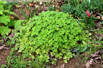 Good luck plant or Oxalis tetraphylla or Iron cross flower or Iron cross oxalis or Red flowers or Foliage plant bulbous perennial plant growing in form of small round bush with dense light green
