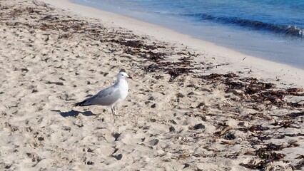 Mallorca - Cala Millor