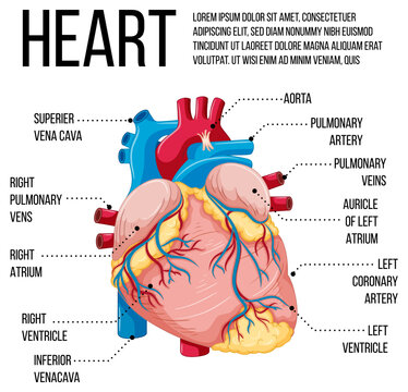 Diagram showing structure of heart