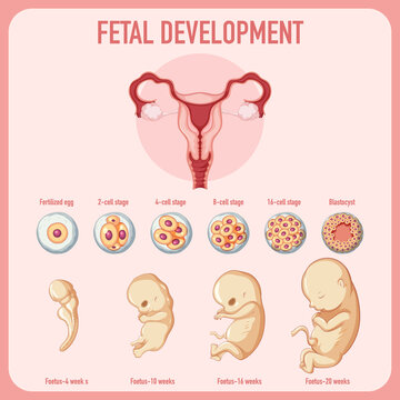 Human embryonic development in human infographic