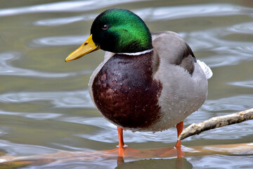 Eine Stockente mit schillernd grünem Kopf steht im seichten Wasser (Nahaufnahme)