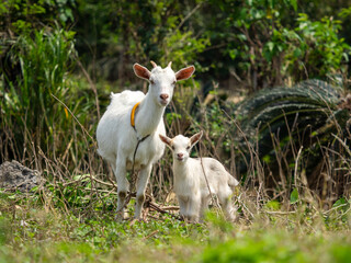 Obraz premium 警戒するようにこちらの様子を伺う親子のヤギ