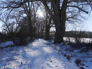  Verschneiter Weg durch eine Kastanienallee mit tiefstehender Sonne