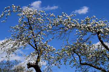 Ein alter Apfelbaum in voller, prachtvoller Blüte