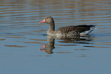 Greylag Goose (Anser anser) swimming