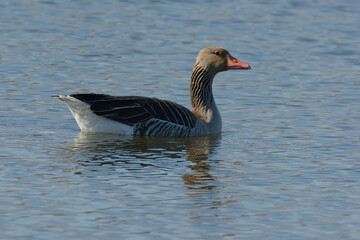 Greylag Goose (Anser anser) swimming