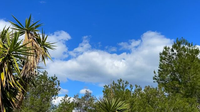 Timelapse of cloudscape on a sunny day. Blue sky in the background. High angle view of tips of trees and bushes. Clouds fly  inwards in atmosphere. Stock Movie.