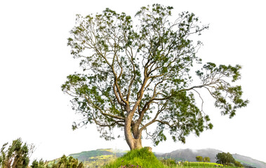 Arbre sur fond  blanc 