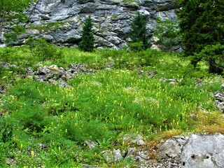 Mountain meadow full of blloming yellow flowers in Triglav national park, Julian alps in Slovenia