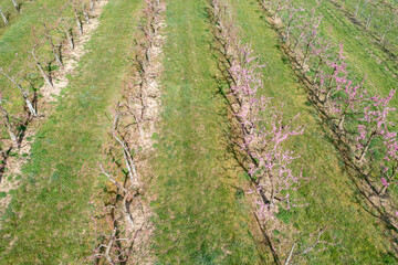 Fototapeta na wymiar Top view of blooming young cherry trees near Wiesbaden/Germany in spring