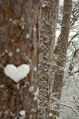 tree trunks in the snow