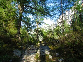 Path leading past an mountain larch forest with sunrays through the canopy in Triglav national park in Slovenia