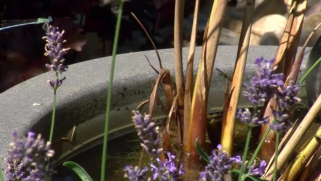 Eine Libelle landet auf bl&uuml;hendem Lavendel (Originalton)