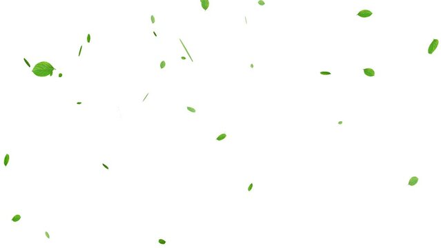 緑の葉が宙を舞う