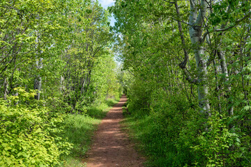Fototapeta na wymiar Hiking trail meandering through the forest.