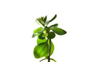 horizontal photograph of a green indoor plant with a white background. selective focus