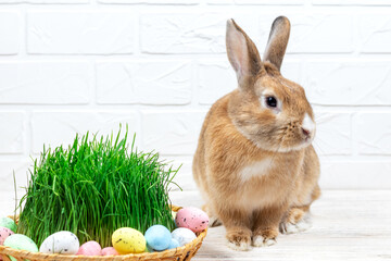 Fluffy Easter Bunny with a basket of painted Easter eggs and green grass against a white brick wall. Selective focus. Easter concept.