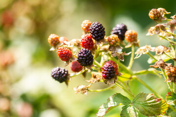 Blackberries growing and ripening on the twig.
