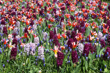 Bunter Teppich aus Hyazinthen und Tulpen in einem Gartenbeet