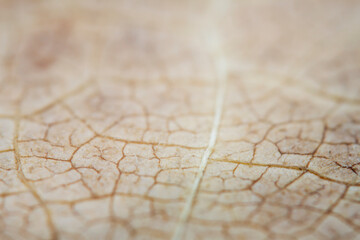 Extreme close-up of a dried leaf.