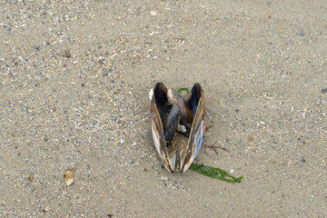 Sea mussel shell on a sandy beach seen from above with copy space room for text. Marine theme.  Natural background. Top view. Mytilus edulis