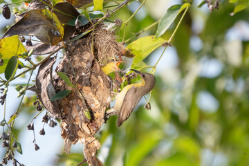 Purple sunbird nesting  specie Nectarinia asiatica family of Nectariniidae