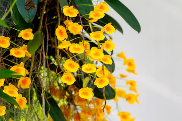 Bright yellow lindleyi orchid dendrobium (honey bee) blooming in the garden. - obrazy, fototapety, plakaty