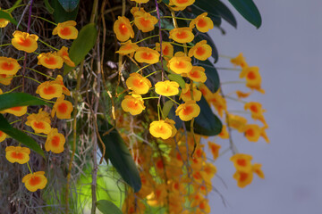 Bright yellow lindleyi orchid dendrobium (honey bee) blooming in the garden.