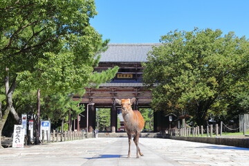 奈良公園のオス鹿 - obrazy, fototapety, plakaty