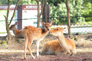 子鹿に毛づくろいをする母鹿