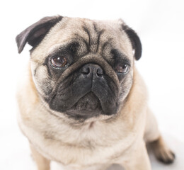 Obraz premium Pug dog head and shoulders close up
