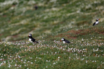 Puffins in a bed of Sea Campion on Skomer Island.