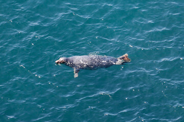 Grey seal in the sea off Skomer Island.