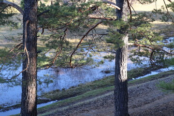 River in the forest
