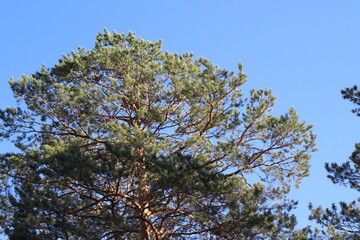 Pine trees branches against blue sky
